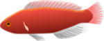 Free Stock Photo: Illustration of a red fish