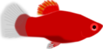 Free Stock Photo: Illustration of a red fish
