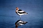 Free Stock Photo: An American Avocet