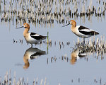 Free Stock Photo: Two American Avocets