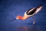 Free Stock Photo: An American Avocet