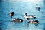 Free Stock Photo: A group of American Wigeons