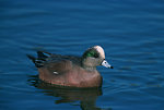 Free Stock Photo: An American Wigeons