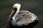 Free Stock Photo: A brown pelican floating on the water