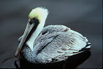 Free Stock Photo: A brown pelican floating on the water