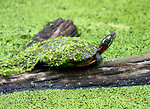 Free Stock Photo: An Eastern Painted Turtle
