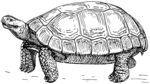 Free Stock Photo: Illustration of a turtle