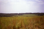 Free Stock Photo: A grassy field in Africa