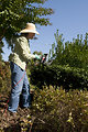Free Stock Photo: A woman doing yardwork outside.