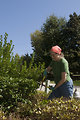 Free Stock Photo: A woman doing yardwork outside.
