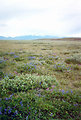 Free Stock Photo: An arctic tundra and mountains