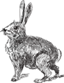 Free Stock Photo: Illustration of a rabbit