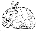 Free Stock Photo: Illustration of a rabbit