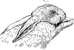 Free Stock Photo: Illustration of a rabbit