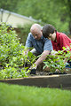 Free Stock Photo: A father and son working in a garden outdoors