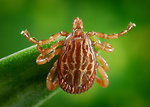 Free Stock Photo: A male Amblyomma tick on a blade of grass