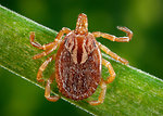 Free Stock Photo: A male Amblyomma tick on a blade of grass