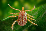 Free Stock Photo: A male Amblyomma tick on a blade of grass