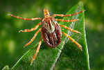 Free Stock Photo: A female Amblyomma tick on a blade of grass
