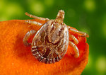 Free Stock Photo: Close-up of a tick
