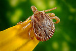 Free Stock Photo: Close-up of a tick