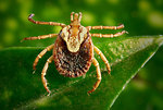 Free Stock Photo: This photograph depicts a dorsal view of a female cayenne tick, Amblyomma cajennense. This tick specie is a known North, Central and South American vector of Rickettsia rickettsii, which is the etiologic agent of Rocky Mountain spotted fever (RMSF). Note the small scutum, or \'shield\', which unlike its male counterpart, covers only a small region of this specimen\'s dorsal abdomen, just caudad to it head and elongated mouthparts.