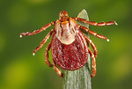 Free Stock Photo: Close-up of a tick