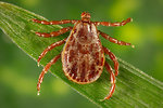 Free Stock Photo: Close-up of a tick