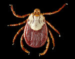 Free Stock Photo: Close-up of a tick