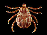 Free Stock Photo: Close-up of a tick