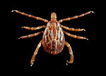 Free Stock Photo: Close-up of a tick