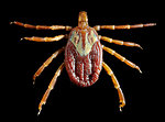 Free Stock Photo: Close-up of a tick