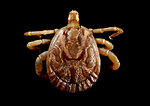 Free Stock Photo: Close-up of a tick