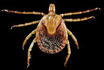 Free Stock Photo: Close-up of a tick
