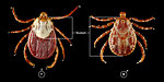 Free Stock Photo: Close-up of a male and female tick