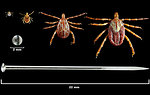 Free Stock Photo: Size comparison of various ticks