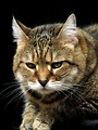 Free Stock Photo: Closeup portrait of a cat