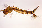 Free Stock Photo: Close-up of a mosquito larva