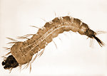 Free Stock Photo: Close-up of a mosquito larva