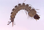 Free Stock Photo: Close-up of a mosquito larva