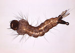 Free Stock Photo: Close-up of a mosquito larva