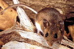Free Stock Photo: Close-up of a deer mouse