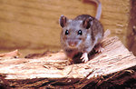 Free Stock Photo: Close-up of a deer mouse