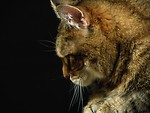 Free Stock Photo: Closeup side portrait of a cat