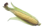 Free Stock Photo: An ear of raw corn