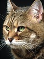 Free Stock Photo: Closeup portrait of a cat on black background