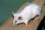 Free Stock Photo: Close-up of a white SCID mouse