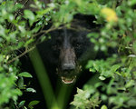 Free Stock Photo: A black bear in the bushes