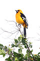 Free Stock Photo: Close-up of an Altamira Oriole bird