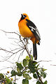 Free Stock Photo: Close-up of an Altamira Oriole bird